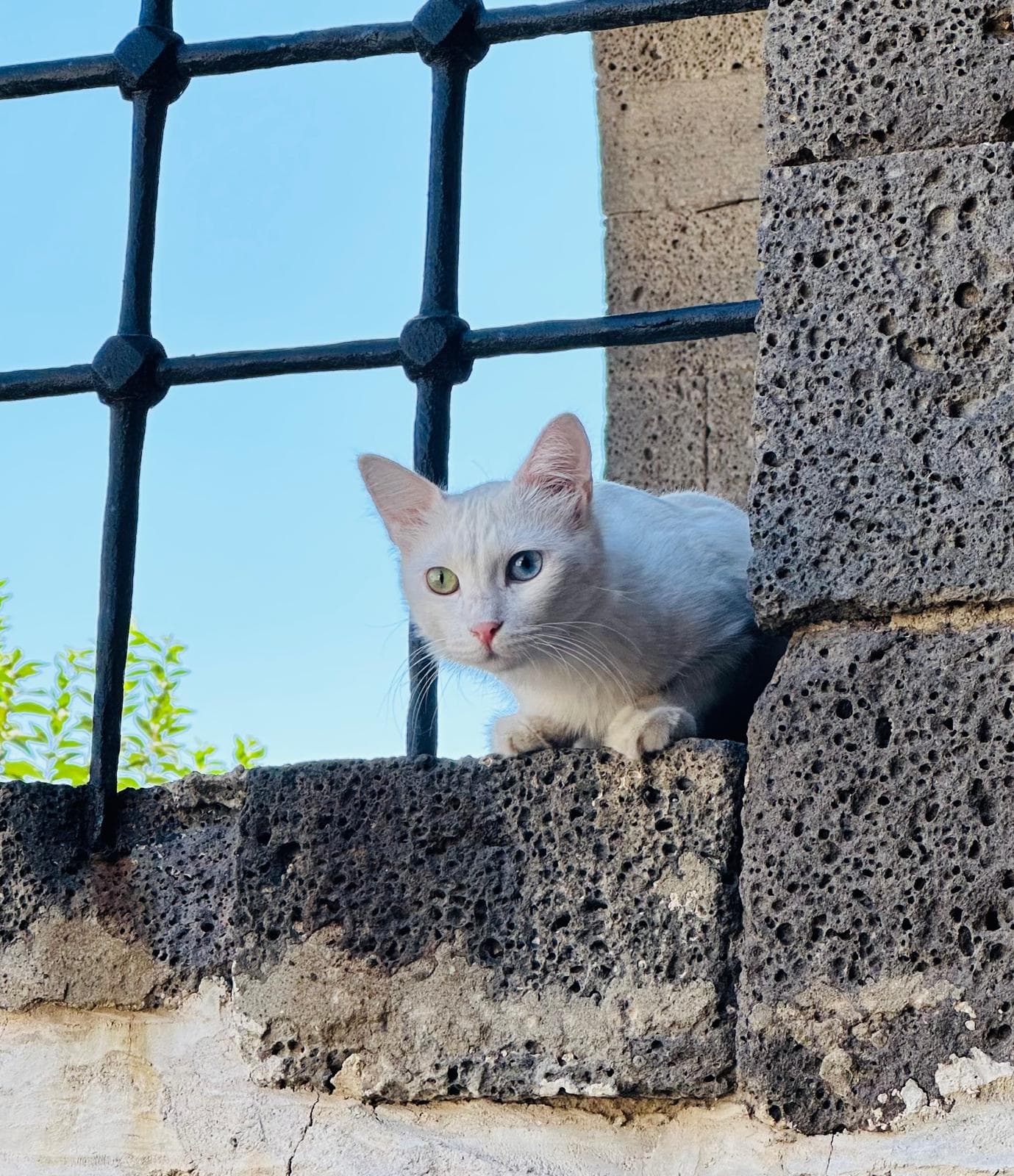 Full Day Diyarbakır Tour thumbnail 4